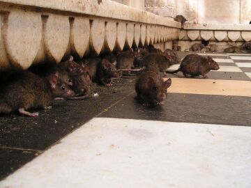 Hantavirus en alta mar y las claves de la infección en el crucero procedente de Argentina Hantavirus en alta mar y las claves de la infección en el crucero procedente de Argentina