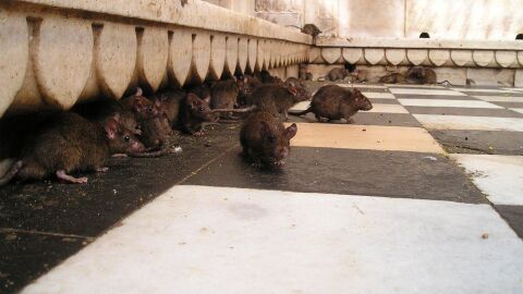 Hantavirus en alta mar y las claves de la infección en el crucero procedente de Argentina