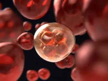 Un estudio demuestra porqué las células más diminutas y mutadas son las más peligrosas y la razón de que algunos tumores sean peores que otros Un estudio demuestra porqué las células más diminutas y mutadas son las más peligrosas y la razón de que algunos tumores sean peores que otros