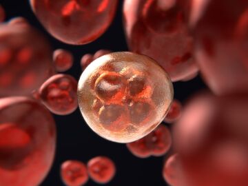Bloquear una prote&iacute;na abre una v&iacute;a para eliminar c&eacute;lulas tumorales y activar la respuesta inmune en el c&aacute;ncer de p&aacute;ncreas