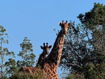 Dos jirafas en una reserva de Suráfrica
