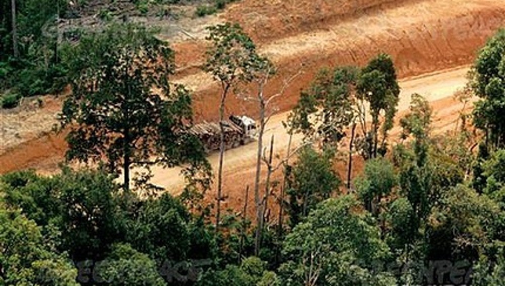 Deforestación empresas