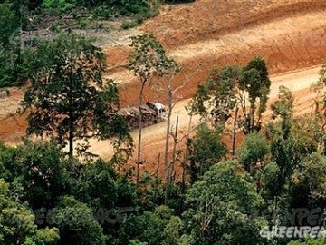 Deforestación empresas