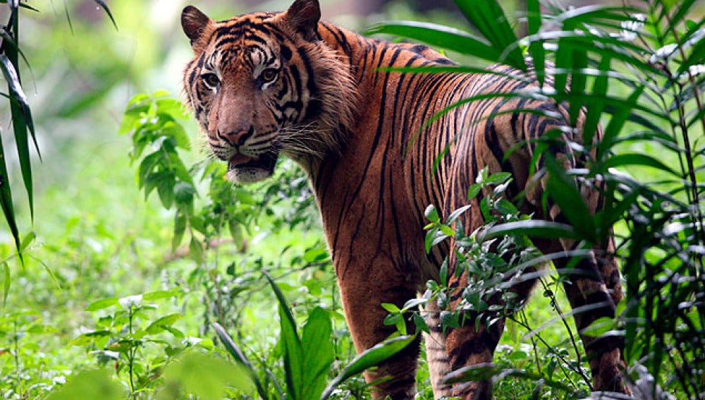 Protección de los tigres