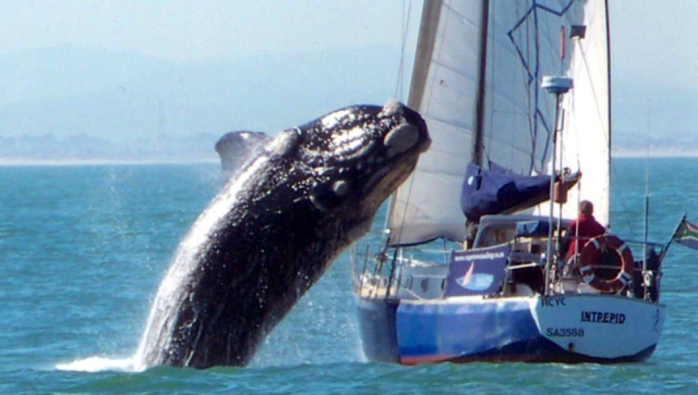 Una ballena salta sobre un yate