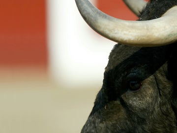 Imagen de archivo de un toro