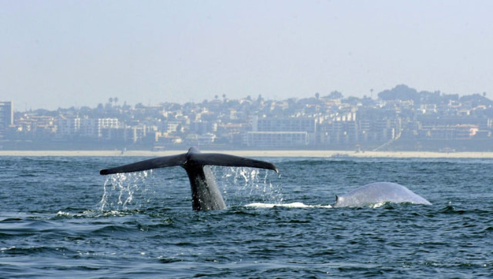 Una ballena surcando los mares neozelandeses