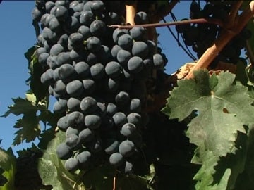 Viñedos de Vega Sicilia en la Ribera del Duero Viñedos de Vega Sicilia en la Ribera del Duero