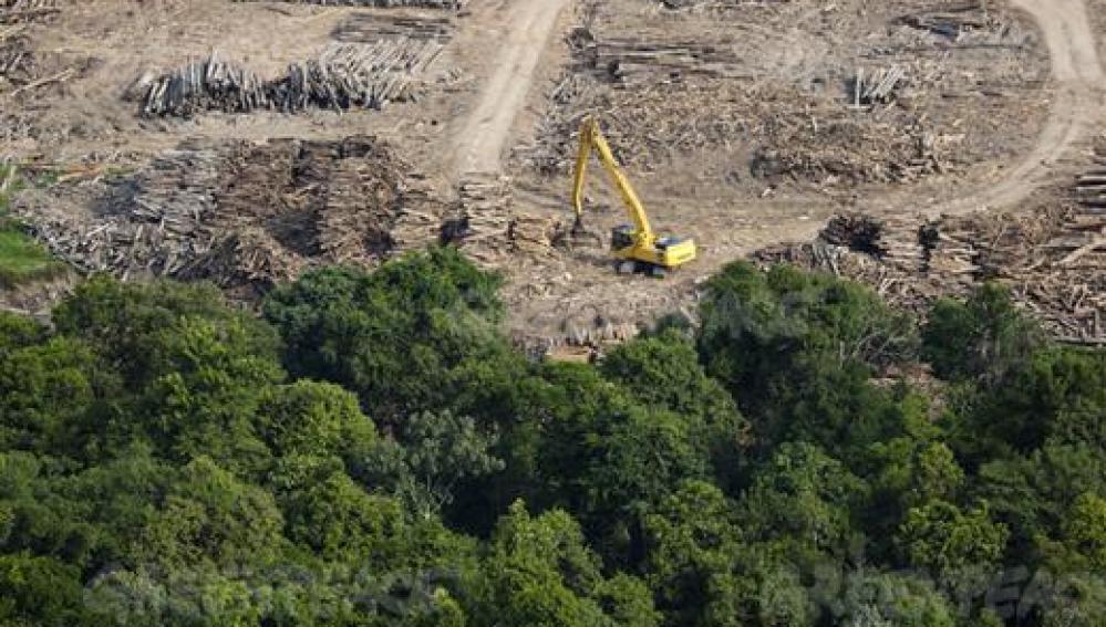 La tala de árboles provoca una deforestación difícil de olvidar | HAZTE ECO