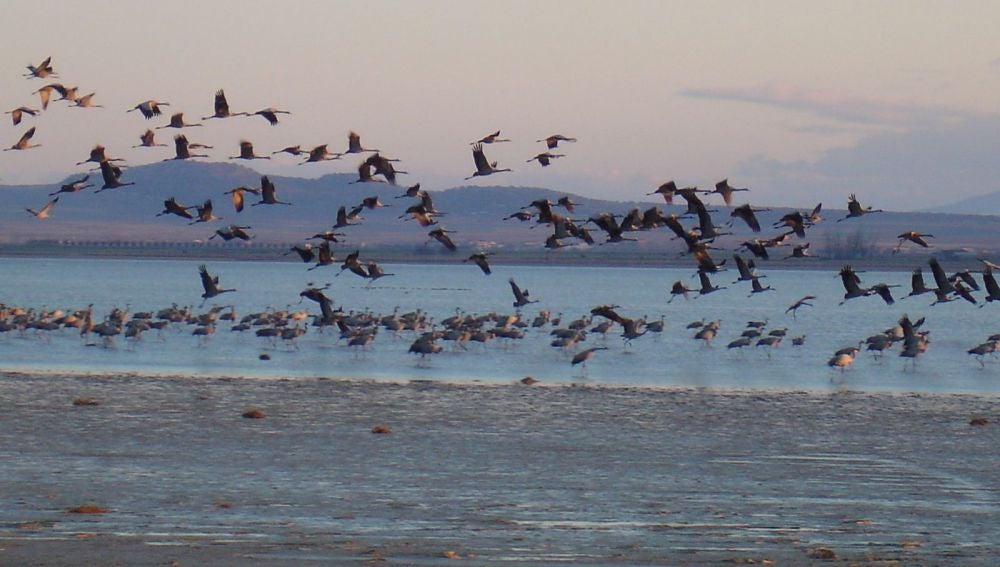 La migración de las aves