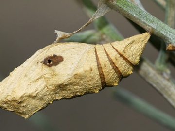 El fenómeno de la biodiversidad virtual El fenómeno de la biodiversidad virtual