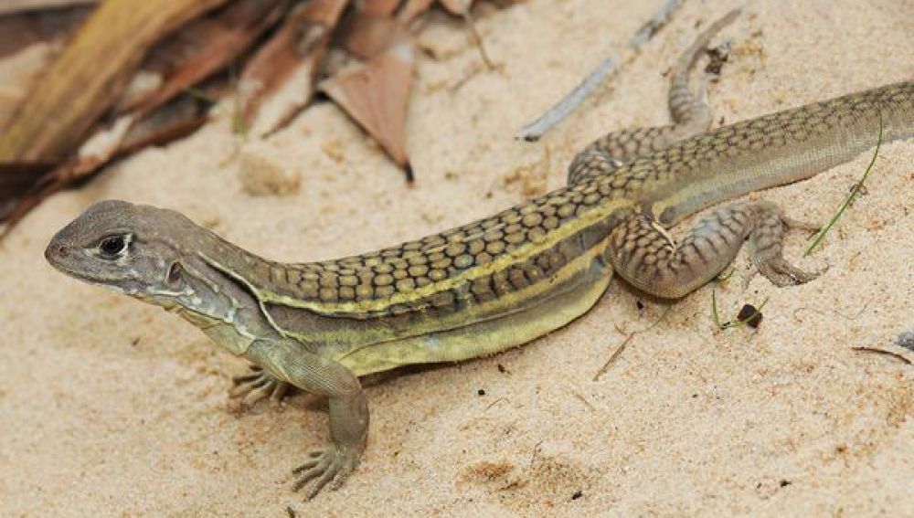 Un lagarto que se autoreproduce