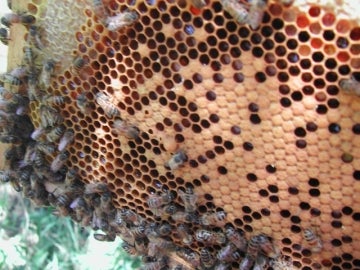 Las abejas podrían estar desapareciendo