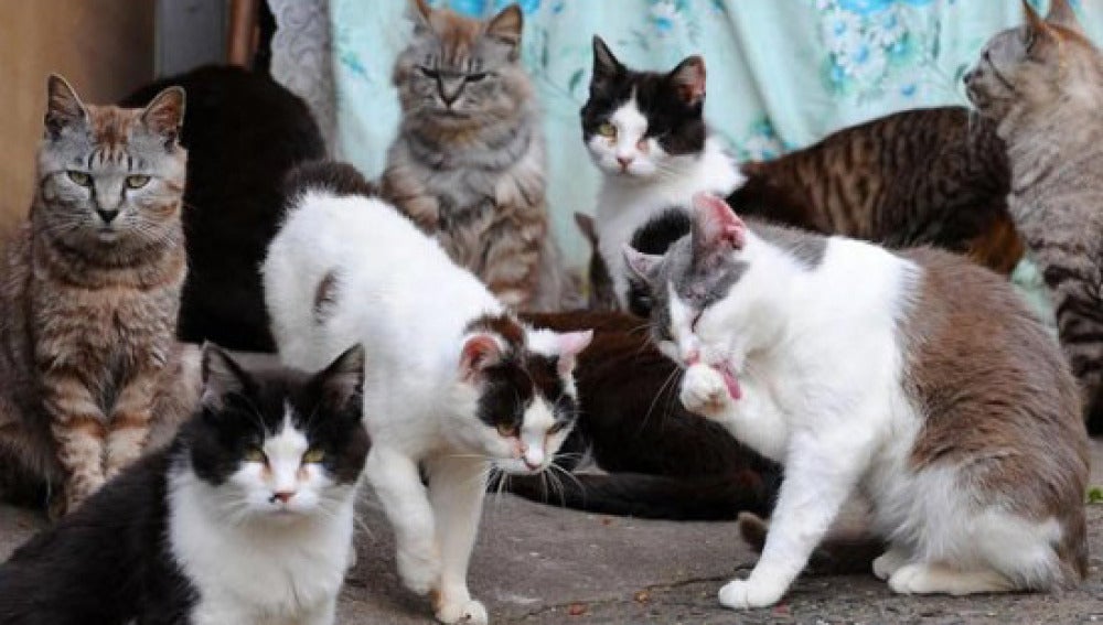 Gatos habitantes de 'La isla de los gatos'