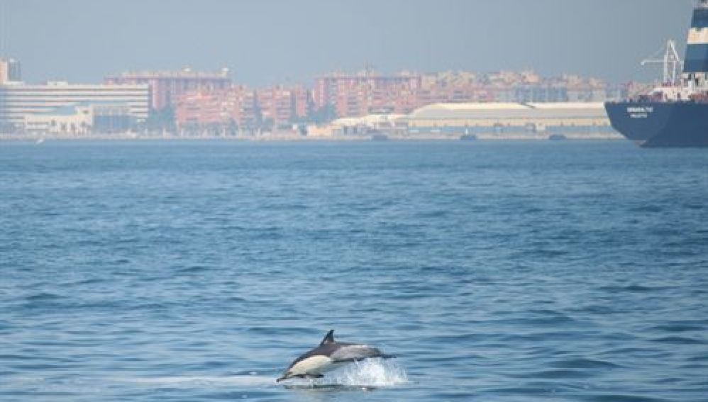 Delfín en la Bahía de Algeciras