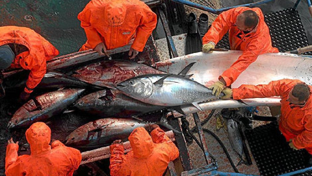 Pescadores de atún rojo