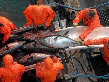 Pescadores de atún rojo