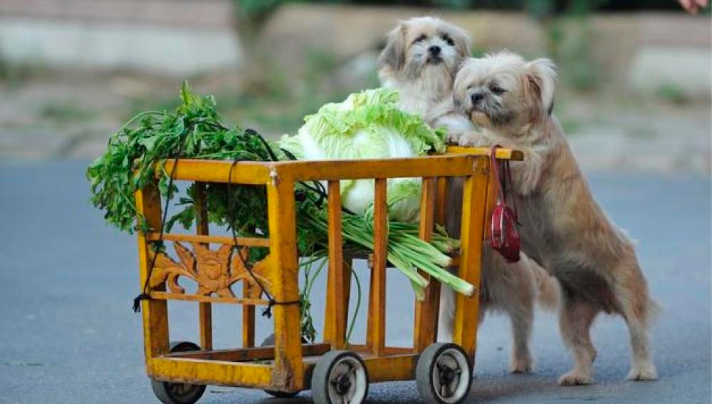 Perros ¿alimento en China?