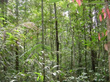 Selva amazónica