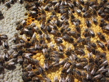 Colmena de abejas Colmena de abejas