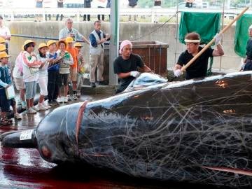 Pesca de ballenas en Japón