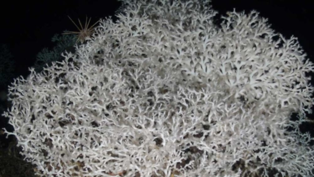 Coral hallado en el fondo del Mediterráneo