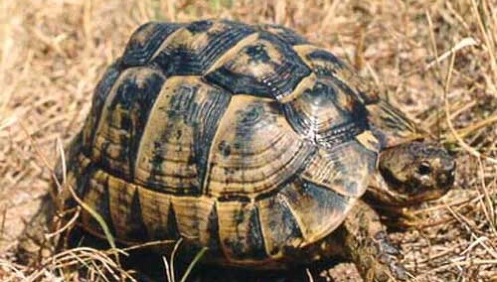 Tortuga mora