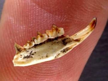 Mandíbula fósil de una musaraña de hace un millón de años