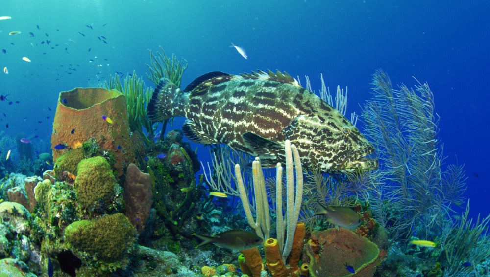 Biodiversidad