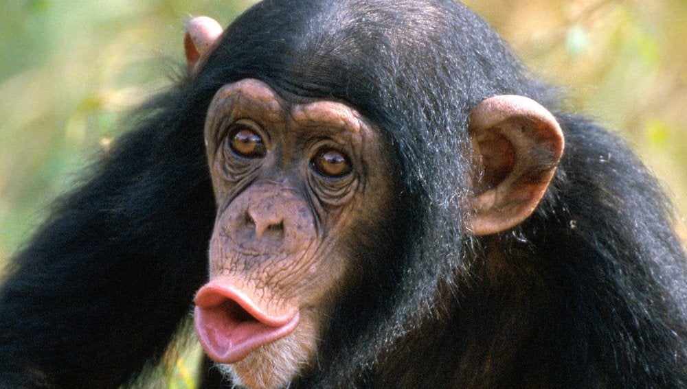 Un ejemplar de chimpancé