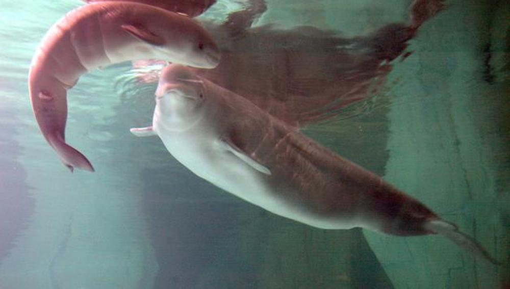 Belugas en el Oceanográfic de Valencia