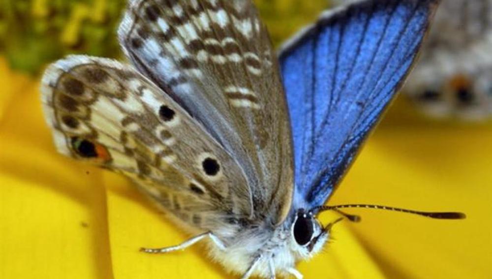 Mariposa Azul de Miami