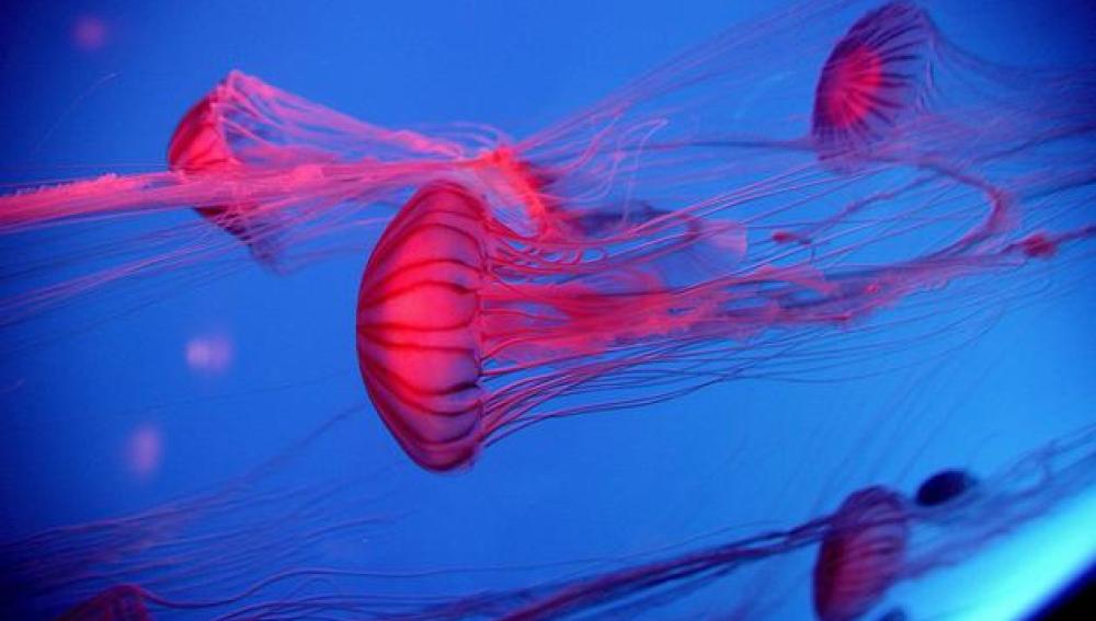 Medusas