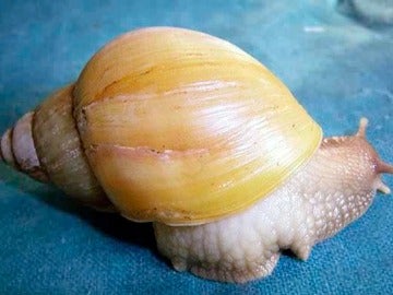 Caracol gigante africano Caracol gigante africano