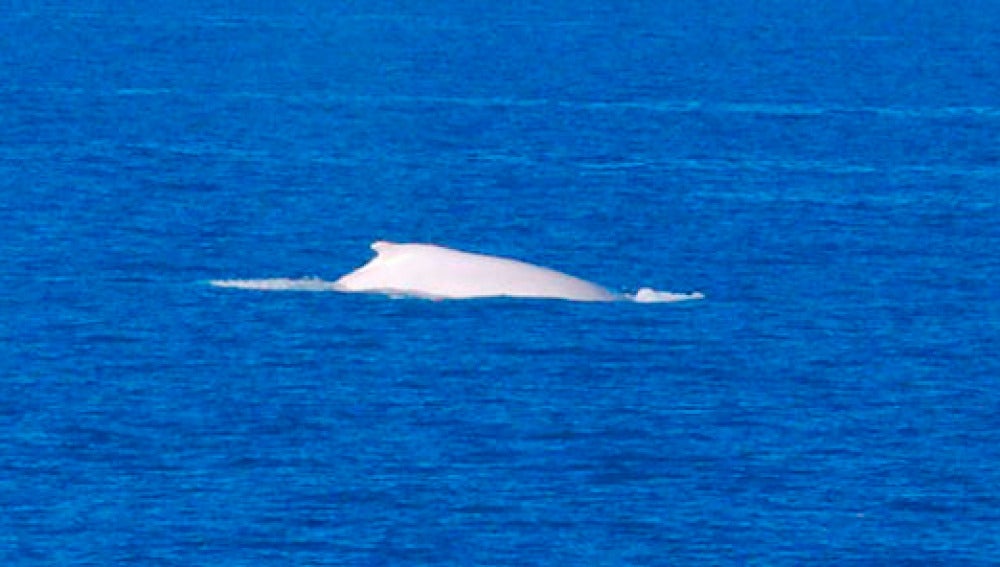 Ballena albina jorobada, Mingaloo en agosto de 2009