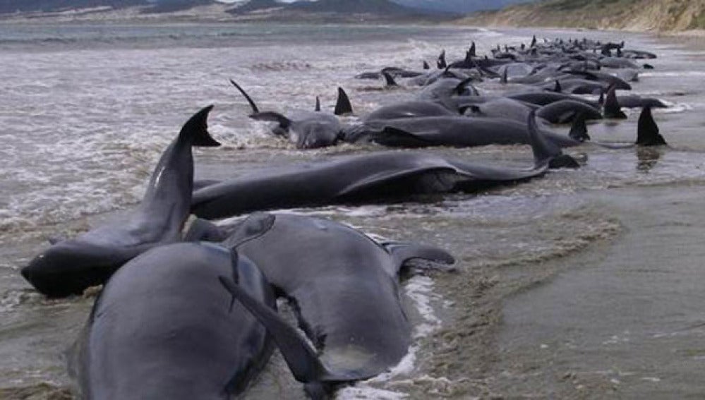 31 ballenas muertas en Nueva Zelanda