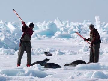 Cazadores de focas en Canadá