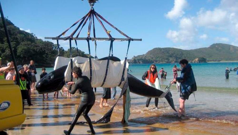 Ballena varada en Nueva Zelanda