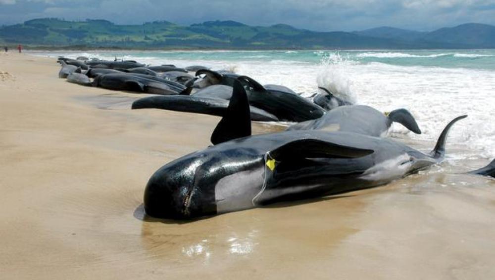 Ballenas muertas en una playa de Nueva Zelanda