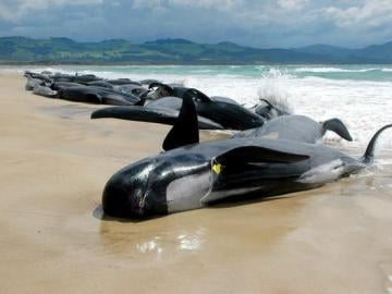 Ballenas muertas en una playa de Nueva Zelanda
