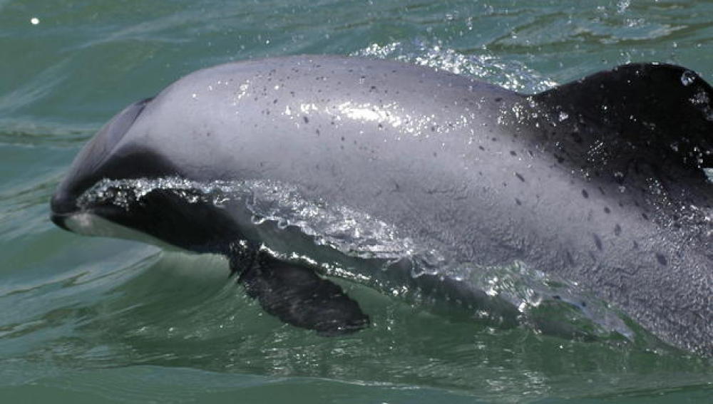 Delfines de Maui