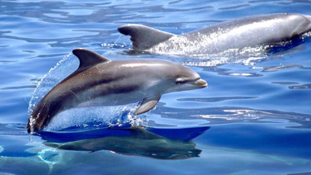 Delfines