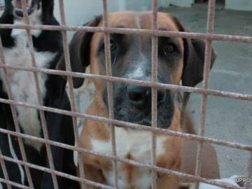 Uno de los perros de la protectora de animales de Valencia