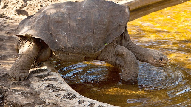 La tortuga George