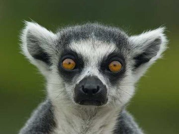 Primer plano de un lemur Primer plano de un lemur