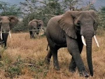 Elefantes en peligro por la caza furtiva