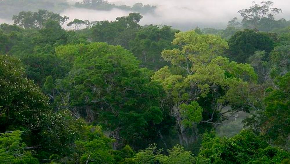 Peligra la biodiversidad de la mitad de las áreas tropicales protegidas