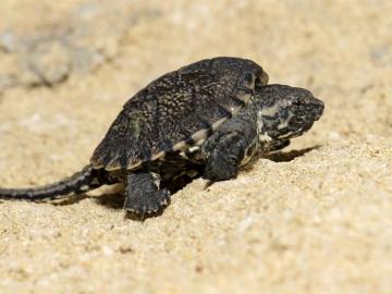 Ejemplar de la Chelydra acutirostris (tortuga lagarto) Ejemplar de la Chelydra acutirostris (tortuga lagarto)