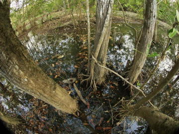 Un manglar del parque nacional Carara en la provincia de Puntarenas (Costa Rica) Un manglar del parque nacional Carara en la provincia de Puntarenas (Costa Rica)