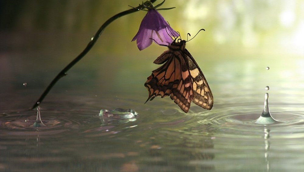Tiempo para reflexionar: Una mariposa reposa sobre el agua